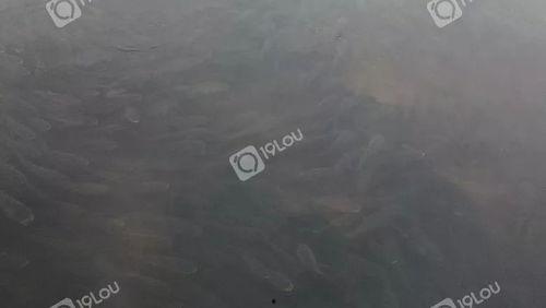 山鸡鱼群爆料视频,揭秘水下生态奇观  第1张